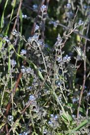 Attēlu rezultāti vaicājumam “Myosotis ramosissima flower”