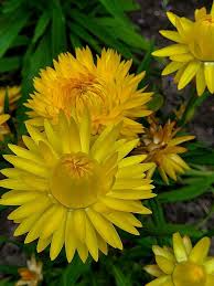 Image result for Helichrysum bracteatum