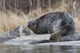 Image result for Pusa hispida