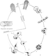 Attēlu rezultāti vaicājumam “Ceratiomyxa fruticulosa young”