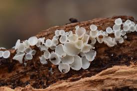 Attēlu rezultāti vaicājumam “Lachnum virgineum”