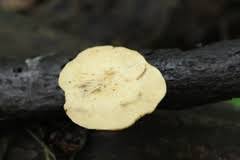 Attēlu rezultāti vaicājumam “Polyporus varius”