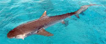 Image result for Galeocerdo cuvier