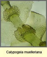 Attēlu rezultāti vaicājumam “Calypogeia muelleriana”