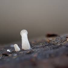 Attēlu rezultāti vaicājumam “Physarum psittacinum young”