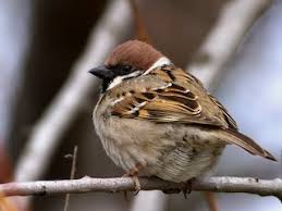 Image result for Passer montanus