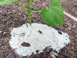 Attēlu rezultāti vaicājumam “Didymium spongiosum spores”