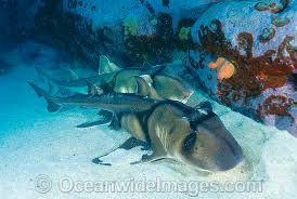 Image result for Heterodontus portusjacksoni