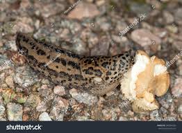 Attēlu rezultāti vaicājumam “Limax maximus”