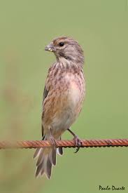 Attēlu rezultāti vaicājumam “Carduelis cannabina”