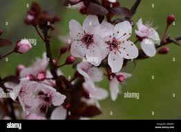 Attēlu rezultāti vaicājumam “Cerasus flower”