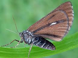 Attēlu rezultāti vaicājumam “Bupalus piniaria male”