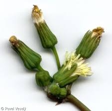 Attēlu rezultāti vaicājumam “Sonchus oleraceus bud”