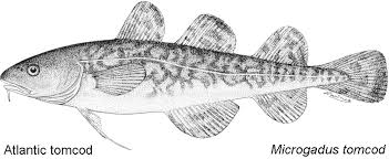 Image result for Microgadus tomcod