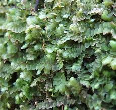 Attēlu rezultāti vaicājumam “Calypogeia neesiana”