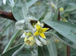 Attēlu rezultāti vaicājumam “Elaeagnus commutata”