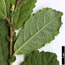 Attēlu rezultāti vaicājumam “Salix cinerea leaf”