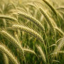 Image result for Secale cereale