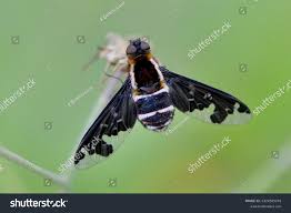 Attēlu rezultāti vaicājumam “Hemipenthes morio”