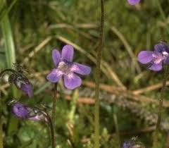 Attēlu rezultāti vaicājumam “Pinguicula vulgaris fruit”