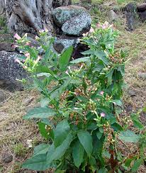 Attēlu rezultāti vaicājumam “Nicotiana tabacum”