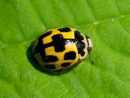 Attēlu rezultāti vaicājumam “Propylea quatuordecimpunctata”