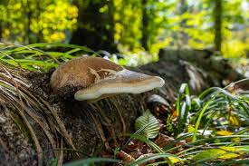 Attēlu rezultāti vaicājumam “Hymenochaete rubiginosa”