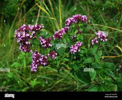 Attēlu rezultāti vaicājumam “Origanum vulgare flower”