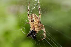 Attēlu rezultāti vaicājumam “Pisaura mirabilis cocoon”