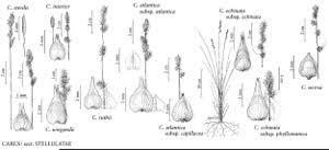Attēlu rezultāti vaicājumam “Carex echinata”