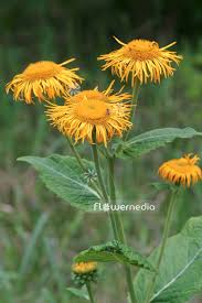 Image result for Telekia speciosa