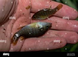 Image result for Lepomis cyanellus