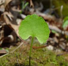 Attēlu rezultāti vaicājumam “Ranunculus auricomus leaf”