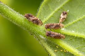 Attēlu rezultāti vaicājumam “Sternorrhyncha”