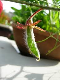 Attēlu rezultāti vaicājumam “Lathyrus sylvestris fruit”