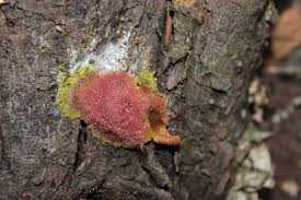 Attēlu rezultāti vaicājumam “Amaurochaete atra spores”