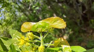 Attēlu rezultāti vaicājumam “Acer campestre flower”