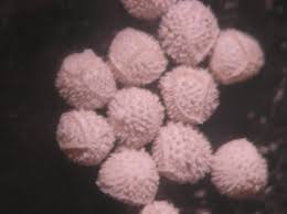 Attēlu rezultāti vaicājumam “Isoetes echinospora”