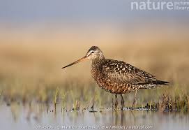 Image result for Limosa haemastica