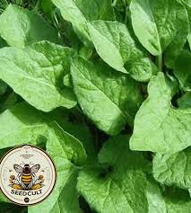 Attēlu rezultāti vaicājumam “Chenopodium bonus-henricus leaf”