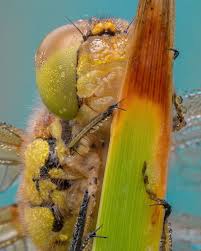 Attēlu rezultāti vaicājumam “Sympetrum flaveolum”