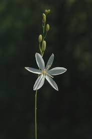 Attēlu rezultāti vaicājumam “Anthericum ramosum”