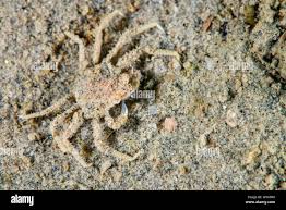 Image result for Hyas araneus