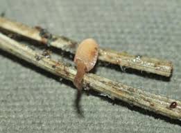 Attēlu rezultāti vaicājumam “Heyderia pusilla”