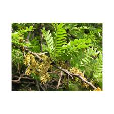 Attēlu rezultāti vaicājumam “Gleditsia triacanthos fruit”