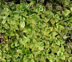 Attēlu rezultāti vaicājumam “Syntrichia latifolia macro”