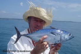 Image result for Euthynnus affinis