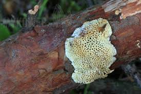 Attēlu rezultāti vaicājumam “Antrodia macra”