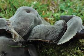 Attēlu rezultāti vaicājumam “Disciotis venosa”