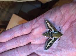 Attēlu rezultāti vaicājumam “Hyles gallii imago”